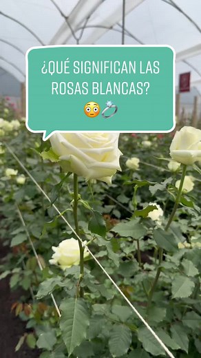 Descubre el Significado de las Rosas Blancas