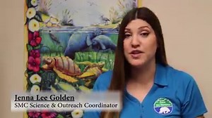 You asked - we answered! Do manatees make any audible sounds to communicate with each other? Watch the video to find out! | Save the Manatee Club