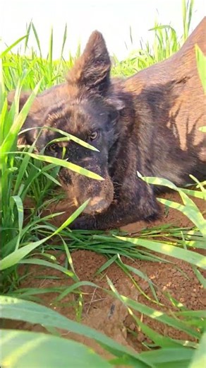 dog 🐕 catch mouse 🐭🐁 in 2 minutes