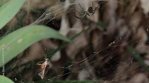 Close up of the Argiope aurantia spider in the wild while catching prey in its web for food. Yellow garden spider in its web while catching an insect