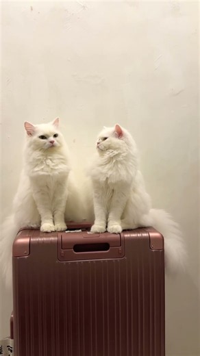 Modeling cat