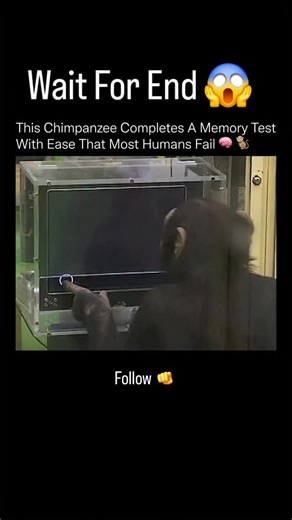 Teach If on Instagram: "This chimpanzee could arguably pass a memory test faster than most humans. 🧩⚡ In controlled cognitive experiments, chimpanzees can memorize the exact position of numbers on a screen after seeing them for just a fraction of a second, then recall them flawlessly once the numbers disappear. Humans, even when trained, consistently struggle to match this performance. The reason is neurological. Chimpanzee brains are optimized for rapid visual processing and instant recall, an
