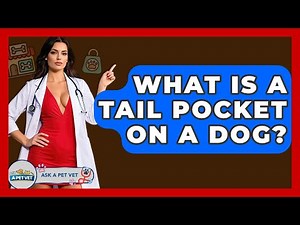 What Is A Tail Pocket On A Dog? - Ask A Pet Vet