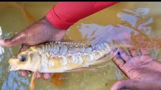 Bringing home exotic koi that transform the pond naturally