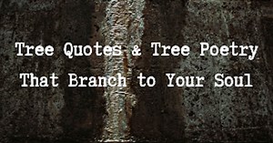 Tree Quotes & Forest Quotes that Branch to Your Soul | Momsoulsoothers