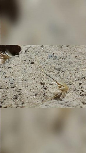 Seeds That Walk! The Mystery of Wild Oats