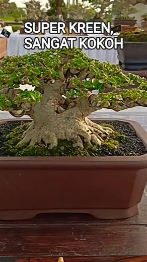 Woow SUPER KREEN SANCANG JAWARA BEST TEN@mahkotabonsai#shorts#bonsai#viral
