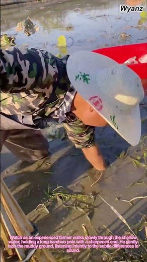 Ancient Turtle Farming: Traditional Method Using Bamboo Pole to Harvest Softshell Turtles