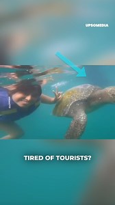 17K views · 130 reactions | Swimming with turtles is harmless, but when they're in a bad mood, you might end up losing a finger. | The Kiwi | Facebook