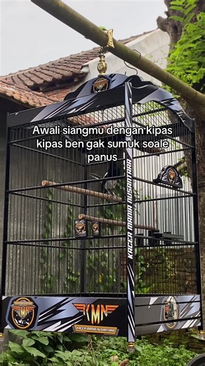 Cara Merawat Kacer: Tips Agar Tidak Gampang Sumuk