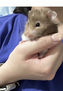 我們這的憋佬仔 脖子上喜歡掛玉牌 #跟ruru一起玩遊戲 #valorant #瓦羅蘭 #特戰英豪 #CapCut