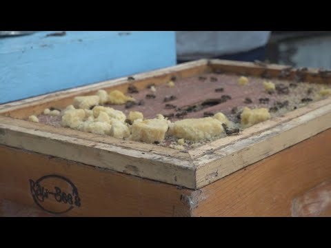 Texas honey bee industry seeing growth