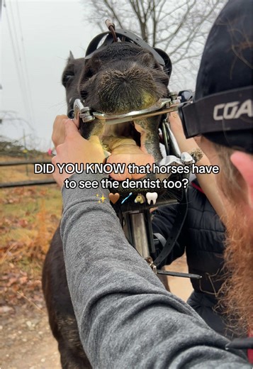 If you’ve never seen a horse get their teeth done, watch this! ✨🦷🐴🪥🤎 horses teeth are constantly growing and after time, the constant grinding motion wears their teeth down, creating sharp points. These sharp points can cause irritation, quidding, and soreness. Teeth floating is when those sharp points are filed down, keeping your horse happy, healthy, and eating comfortably ✨🦷🐴 I absolutely love my vet and am so grateful he let me capture everything to share with you guys! #foryoupage #ho