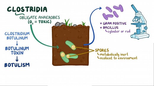 Video: Clostridium botulinum (Botulism) - Video Explanation! | Osmosis | Osmosis