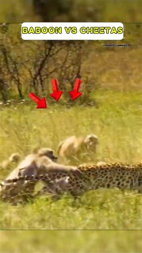 WRONG ENEMY. BABOON TROOP VS CHEETAH #cheetah #baboon #monkey #animalshorts #animals #shorts