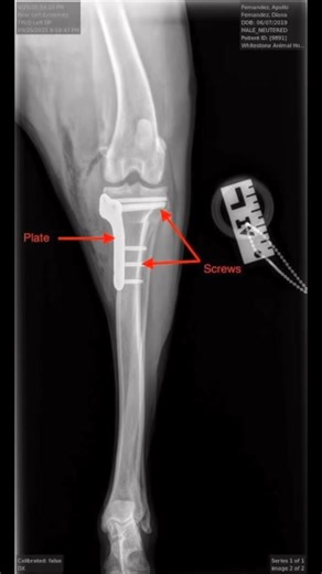 🩺TPLO TUESDAY🐾 We’re diving into the details of the Tibial Plateau Leveling Osteotomy (TPLO), a highly effective surgical procedure to treat Cranial Cruciate Ligament (CCL) injuries in dogs. This week: Drill and Screws - Imagine your drill at home, but it’s a bit more glamorous. It allows us to drill holes into the bone to secure the plate with surgical screws. Listen along as Chelsey dives into this very important tool for surgery! ➡️ Follow along over the next few weeks! We’ll be breaking do