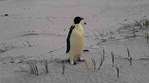 Incredible resilience: An emperor penguin journeys over 2,000 miles to Australia from Antarctica. | The Oklahoman