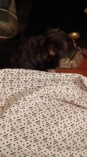 He sees himself in the mirror and he's having a full argument with himself... I need a glass of wine 🤦🏿🤦🏿🤣 | Dana Cook