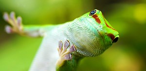 Geckos walk on water – we filmed them to find out how