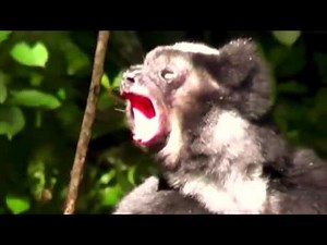 Madagascar Indris Make Beautiful Music Together | Video