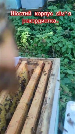 шостий корпус золотарник. #бджоли#вулики#мед#bee#пасічник