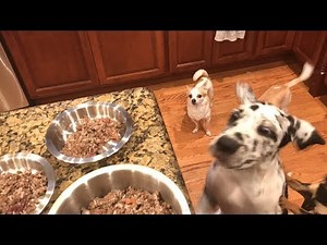 HOW TO COOK FOR YOUR DOG