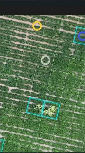 Save big on agricultural inputs with #PIX4Dfields' Magic Tool for targeted spraying applications🎯