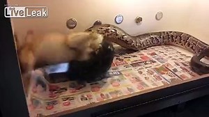 **Burmese Python Constricts Rabbit** [HQ]