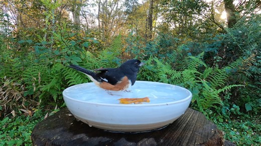 4.5K views · 470 reactions | Eastern Towhee | Critter Cam | Facebook