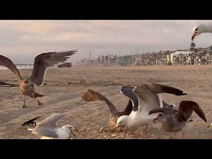 I Caught The FUNNIEST Seagulls On Camera