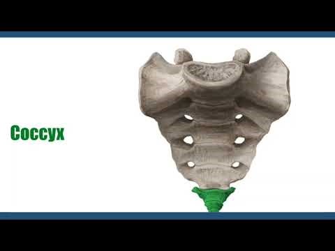 Anatomy of the pelvis bones in afan oromo