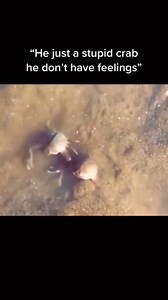 136K views · 20K reactions | #Scientists have also discovered that crabs make loyal neighbors. #Fiddler #crabs were spotted leaving their own burrow to help a neighbor fight away an intruder. | Bad Science Jokes | Facebook