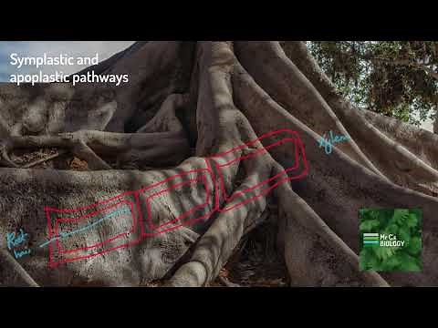 Apoplastic and Symplastic Pathways (A Level Biology)
