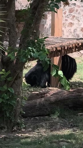 GIANT Sloth Bear Encounter! The World's Most Fearless Bear 😱
