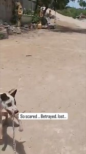 Double donation to save our sanctuary!!! 17000 usd debts now . the situation is critical .. Only few usd can make the diffwrence for our dogs .. Look the story of Bull we saved from the dogs catchers in cambodia .. https://linktr.ee/MichaelChour credit cards...https://buy.stripe.com/28oaEKa6Zfa55DW7ss | The Voice of Animals Foundation