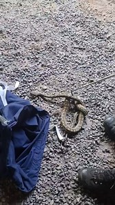 45K views · 1.2K reactions | The Pythons are Keeping Us Busy! One of our most common snakes here on the Sunshine Coast is the Carpet Python! It never gets boring catching these guys because of all the crazy places we find them! | Sunshine Coast Snake Catchers 24/7 | Facebook