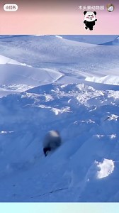 23 reactions | Check it out! Witness the hilarious moments of these charming penguins tumbling down, over and over again. Watch as their little fluffy bodies sway and shake with absolute cuteness! Dive into a moment of pure relaxation with one minute of adorable penguin goodness!  : xiaohongshu -木头景动物园 #Penguin #Penguinlife #PenguinParadise #CutenessOverload #funny #cute | Fantastic China | Facebook