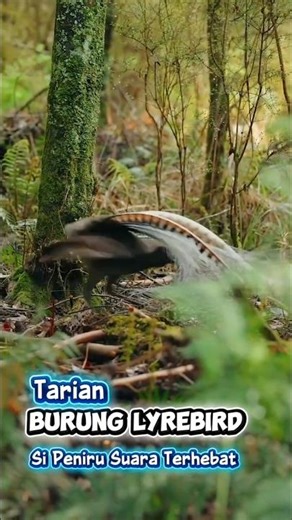 Lyre Bird: Master Peniru Suara Alam#animals #amazing #birds #nature