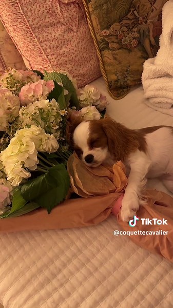 Adorable Lady The Cavalier King Charles Spaniel Puppy