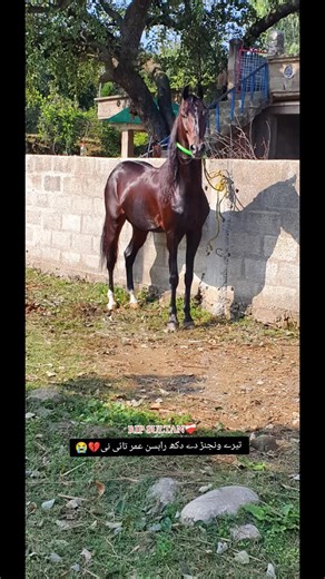 The Joy of Riding: Embracing Life in the Saddle