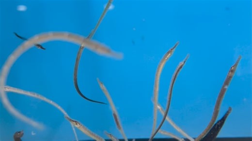 We are excited about these Florida pipefish 😍😍 Gulf pipefish, Longnose Pipefish and Dwarf pipefish. They look AMAZING 😍 #pipefish #allmymoneygoestofish #saltwaterfish #saltwateraquarium #reeftank | Alyssa's Seahorse Savvy