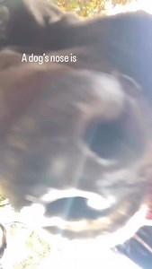 A dog’s nose is so unique that it can be used like a fingerprint. No two dogs have the same pattern of ridges and creases on their nose. Some kennels and registries have even used nose prints as a form of identification. #dogbreedinfo #dogbreedinfocenter #dogsofinstagram #dogfacts #dogmom #funfacts #funfact #dogs #dognose #fingerprints | Dog Breed Info Center(R)