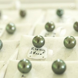 627K views · 171 reactions | 20,000 pearls are exported from Tahiti every year! This is how the island's signature black pearl is made  | Refinery29 | Facebook