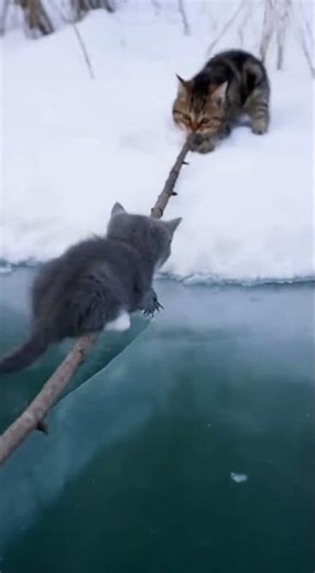Slipping and sliding... he couldn't stand up until... ⛸️😿
