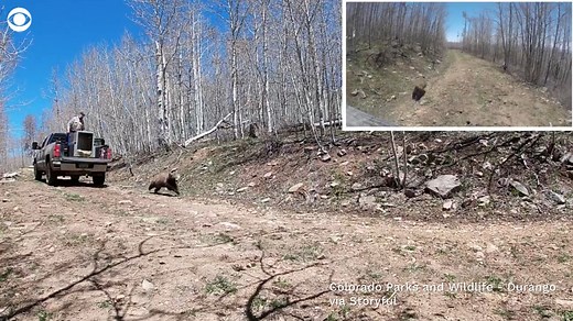 10K views · 89 reactions | BACK IN ACTION: A rehabilitated bear cub returned to the wild after four months in the care of Colorado Parks and Wildlife officials in Del Norte. She was found emaciated and injured but nursed back to health at the Frisco Creek Wildlife Rehabilitation Facility. | CBS News | Facebook
