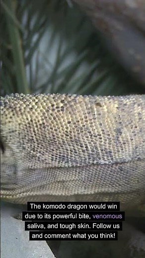 komodo dragon vs python