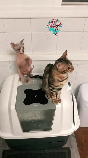 Cuentas recomendadas