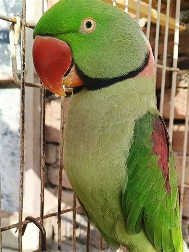 Talking Parrot Video: Amazing Tricks and Fun Moments