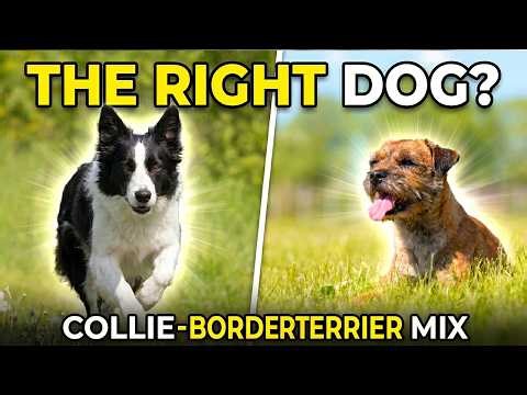 Is the Border Collie-Border Terrier Mix the Right Dog for You?