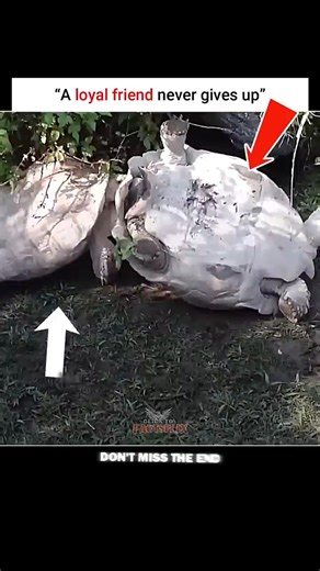 || Incredible Animal Friendship: Tortoise Saves Stuck Tortoise! 🐢❤️#animals #behaviour #shorts...